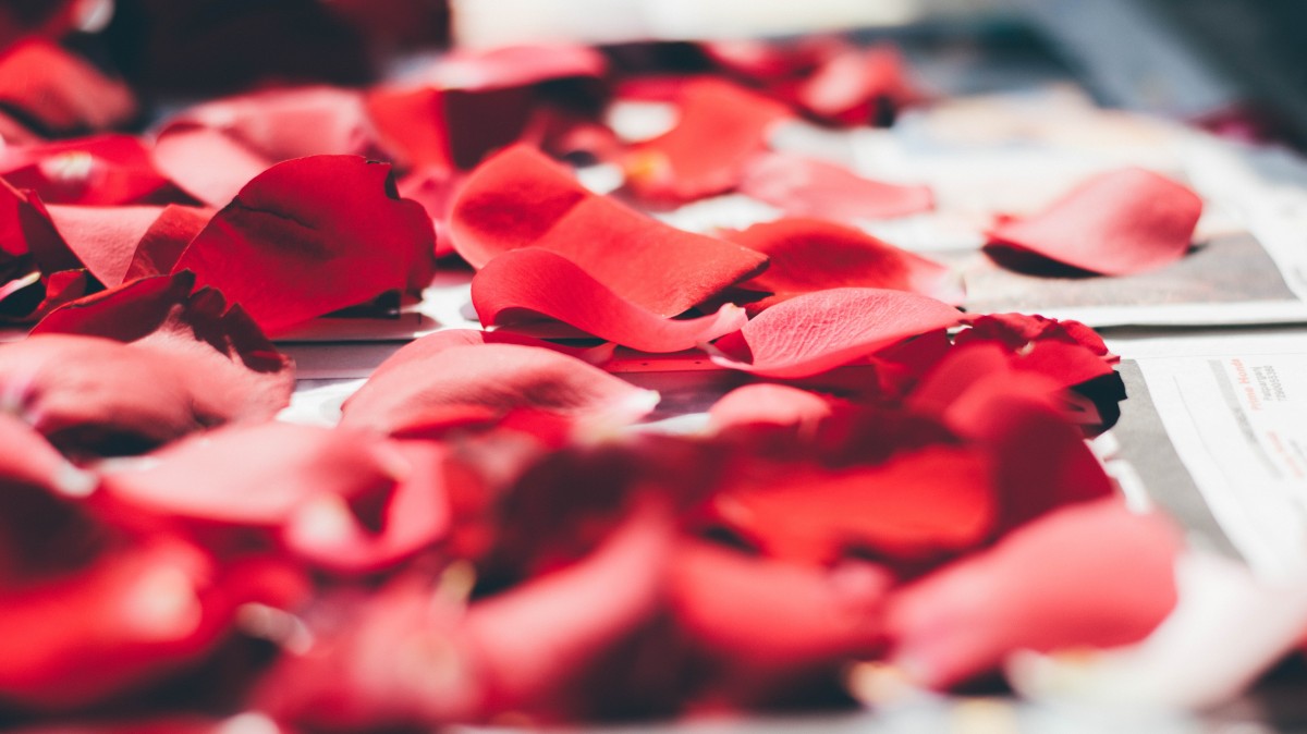 image de saint valentin, des pétales de roses