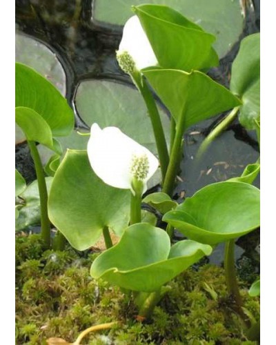 calla-palustris